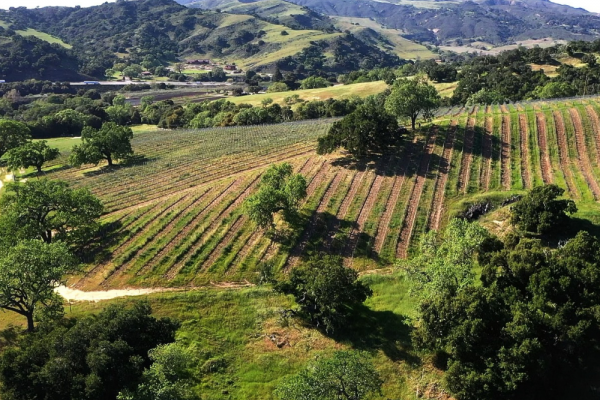 Vineyards