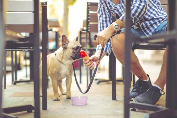 pet friendly dining santa barbara