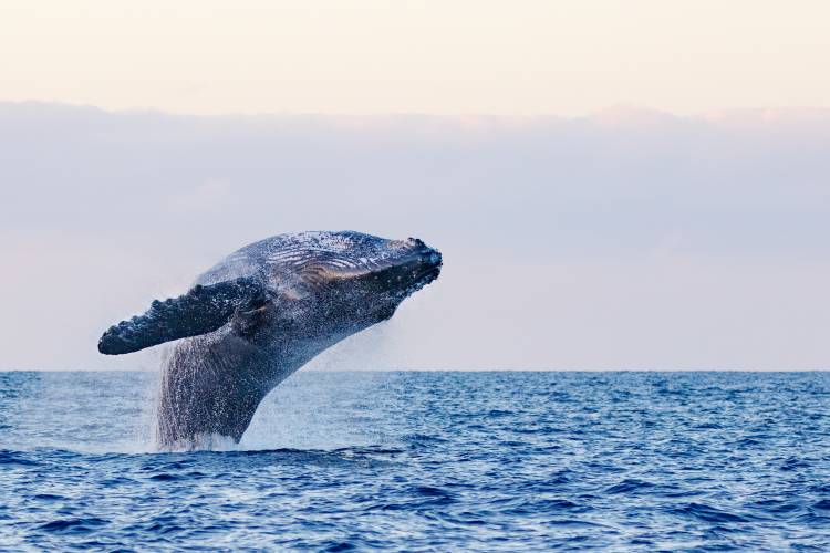 Whale Watching in Santa Barbara