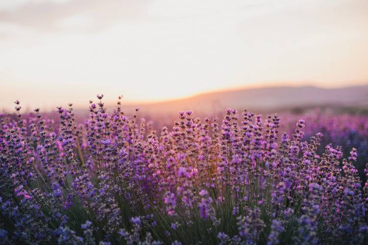 Santa Barbara Lavender Festival - Events