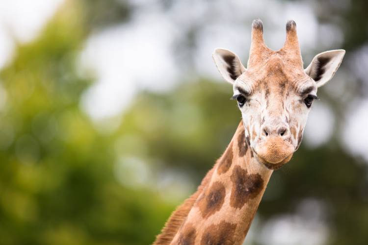 Giraffe at Santa Barbara Zoo - Things to Do