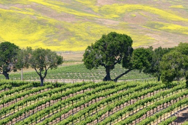 Santa Barbara Vineyard