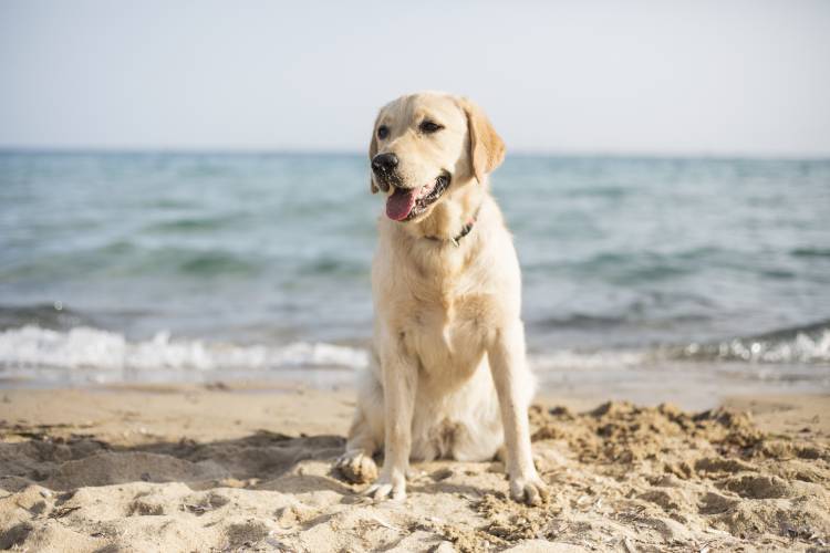 Dog at the Beach - Arroyo Burro Beach- Henry's Beach