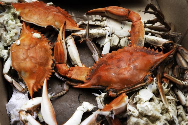 seafood crabs