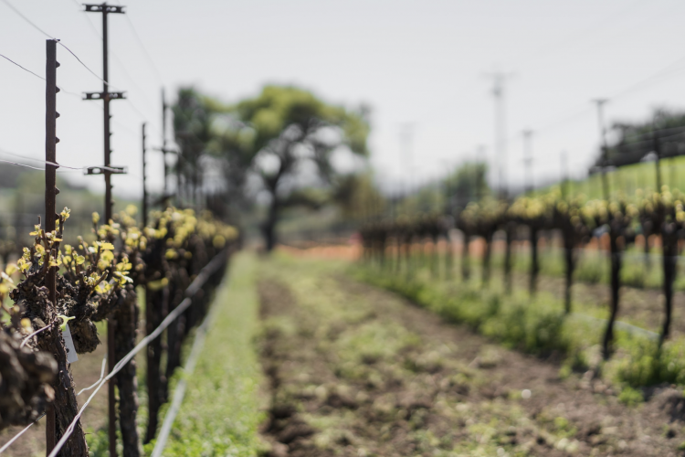 Santa Barbara Wine Making Region - Santa Barbara’s wine country